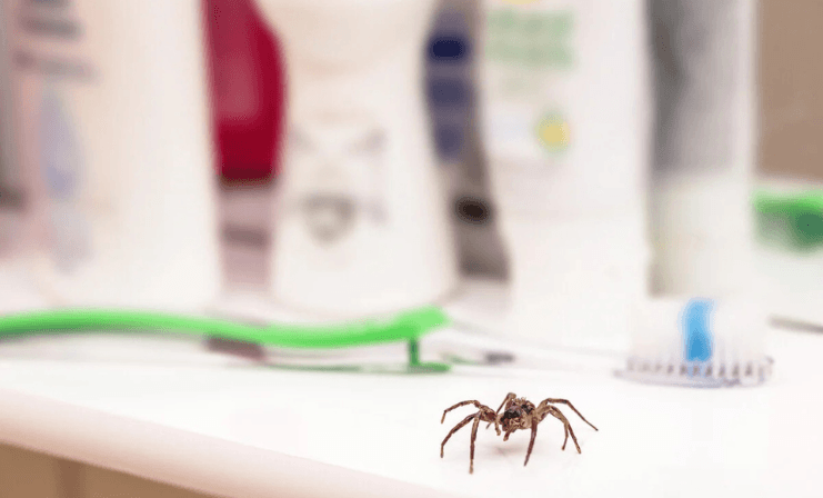 Temporada de calor: Ojo con la Araña de rincón